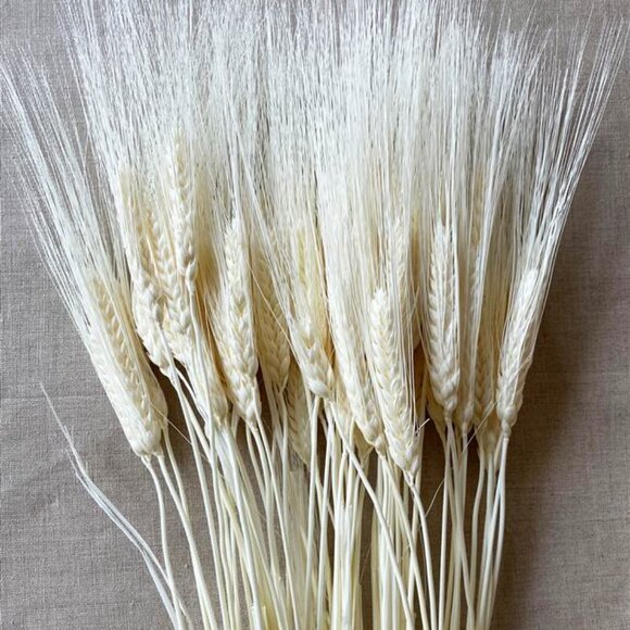 NATURAL DECORTIVE DRY WHEAT - Picture 4 of 5